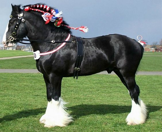 Shire Horses